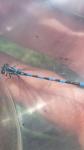 Coenagrion mercuriale