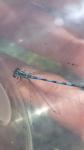 Coenagrion mercuriale