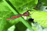 Pyrrhosoma nymphula