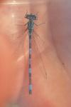 Coenagrion mercuriale