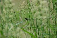 Calopteryx splendens