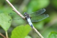 Libellula fulva