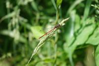 Pyrrhosoma nymphula