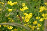 Libellula fulva