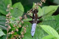 Libellula depressa