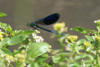 Calopteryx splendens