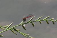 Pyrrhosoma nymphula
