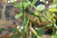 Coenagrion mercuriale