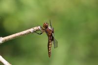 Libellula depressa