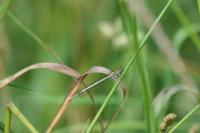 Platycnemis pennipes
