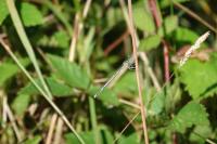 Platycnemis pennipes