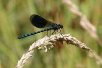 Calopteryx splendens