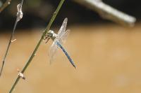 Anax imperator
