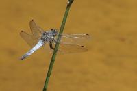 Orthetrum cancellatum