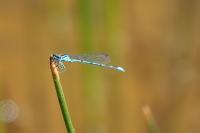 Coenagrion puella