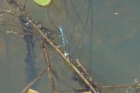 Coenagrion puella