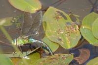 Anax imperator