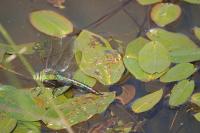 Anax imperator