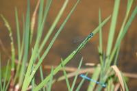 Coenagrion puella