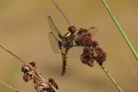 Libellula depressa