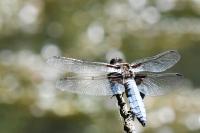 Libellula depressa
