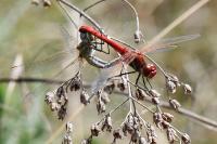Sympetrum fonscolombii