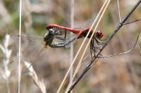 Sympetrum fonscolombii