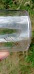 Platycnemis pennipes