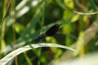 Calopteryx splendens