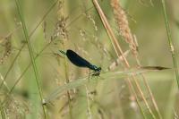 Calopteryx virgo