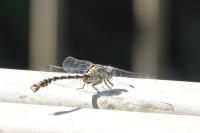 Onychogomphus forcipatus