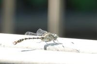 Onychogomphus forcipatus