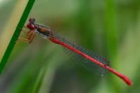 Ceriagrion tenellum