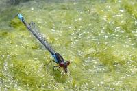 Erythromma viridulum