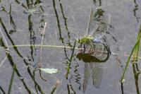 Anax imperator