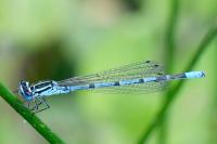 Coenagrion puella