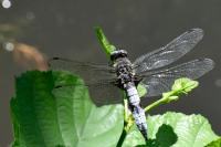 Libellula fulva