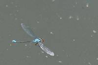 Erythromma viridulum