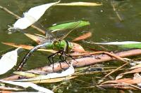 Anax imperator