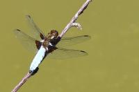Libellula depressa