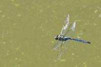 Anax imperator