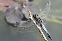 Orthetrum cancellatum