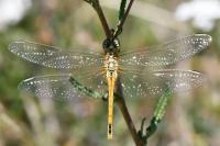 Sympetrum fonscolombii