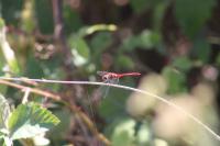 Sympetrum sanguineum