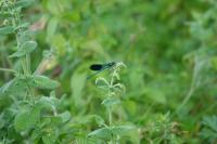 Calopteryx splendens