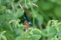 Calopteryx virgo