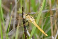Sympetrum fonscolombii