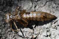 Aeshna cyanea
