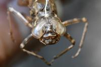 Aeshna cyanea