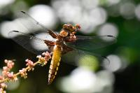 Libellula depressa
